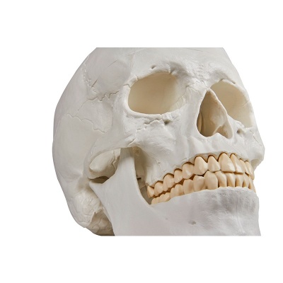 Detailed Model Skull